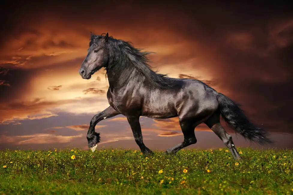 Neznámý: Černý fríský kůň v klusu