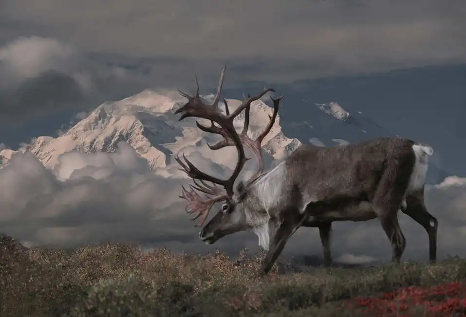 Neznámý: Sob a Mt. McKinley, Denali National Park, Aljaška