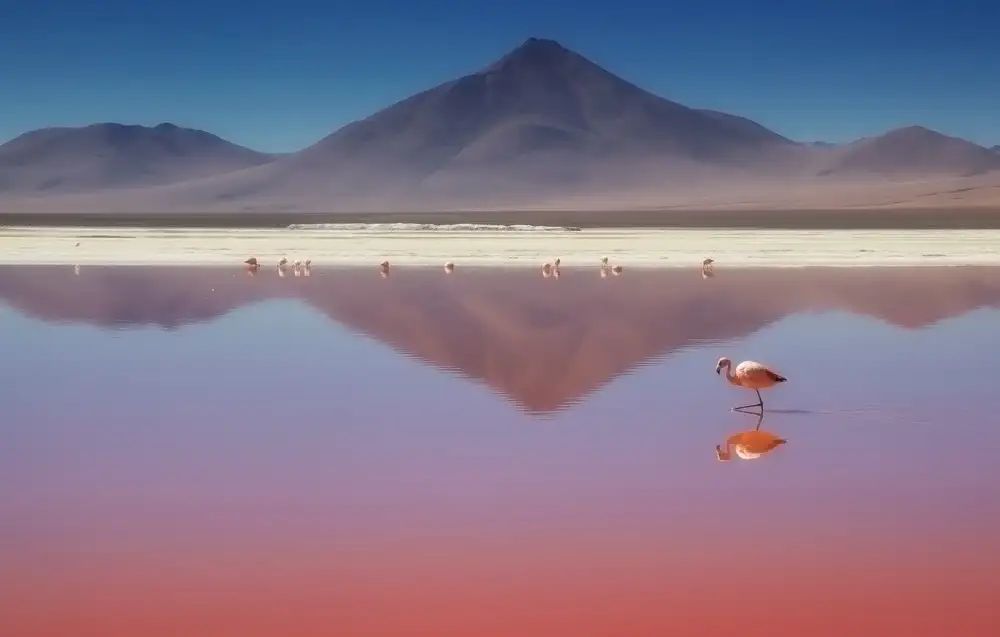 Chernilova, Margarita: Mattino rosa