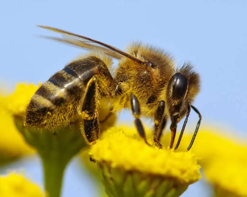 Neznámý: Včely medonosná