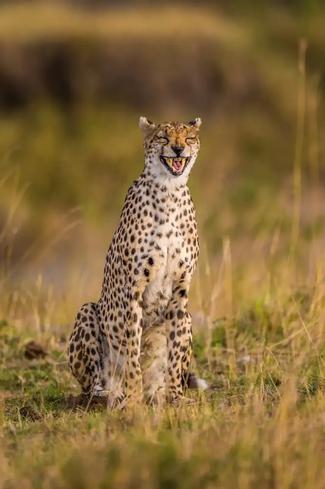 Alnaser, Mohammed: Guépard drôle