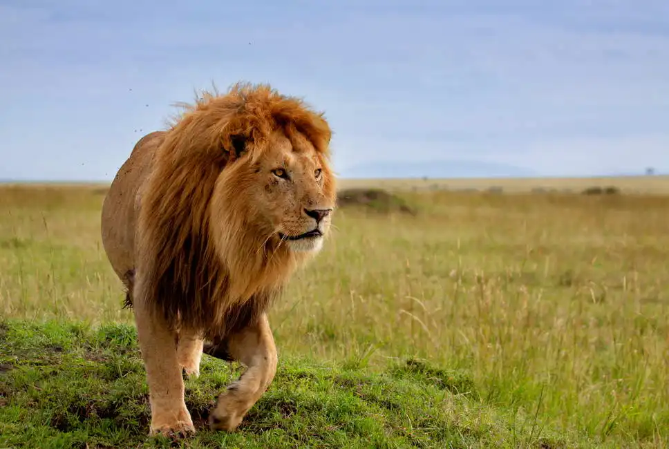 Neznámý: Nejkrásnější lev v Masai Mara