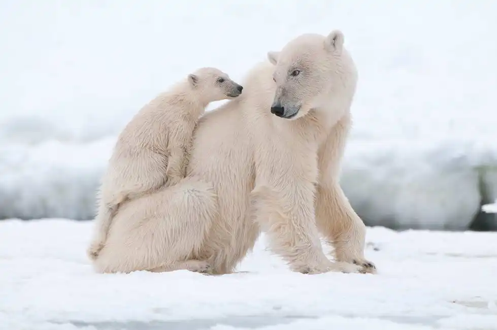 Neznámý: Lední medvěd s mládětem