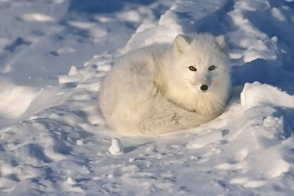 Neznámý: Polární liška