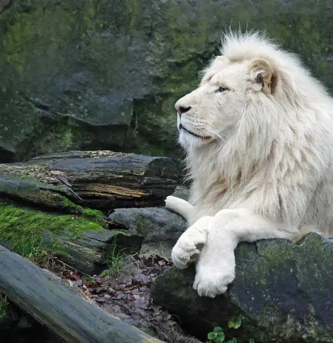 Neznámý: Bílý lev