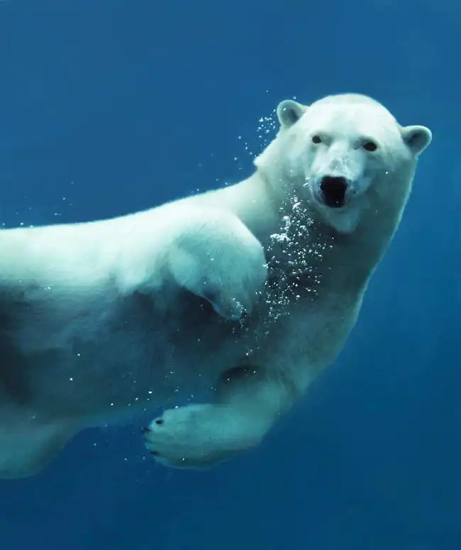 Neznámý: Lední medvěd pod vodou