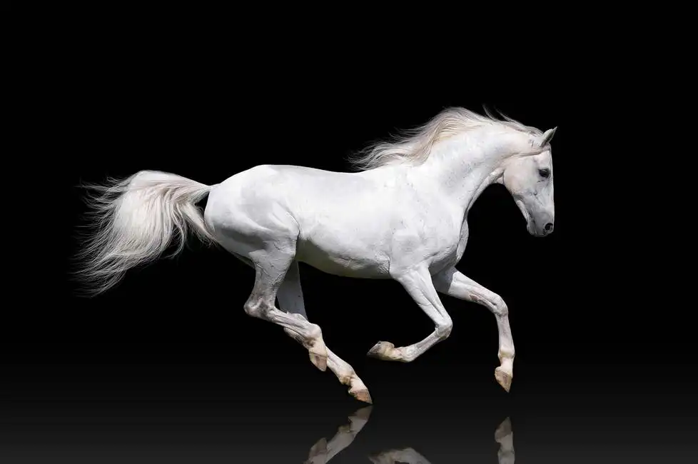 Neznámý: Bílý kůň v trysku