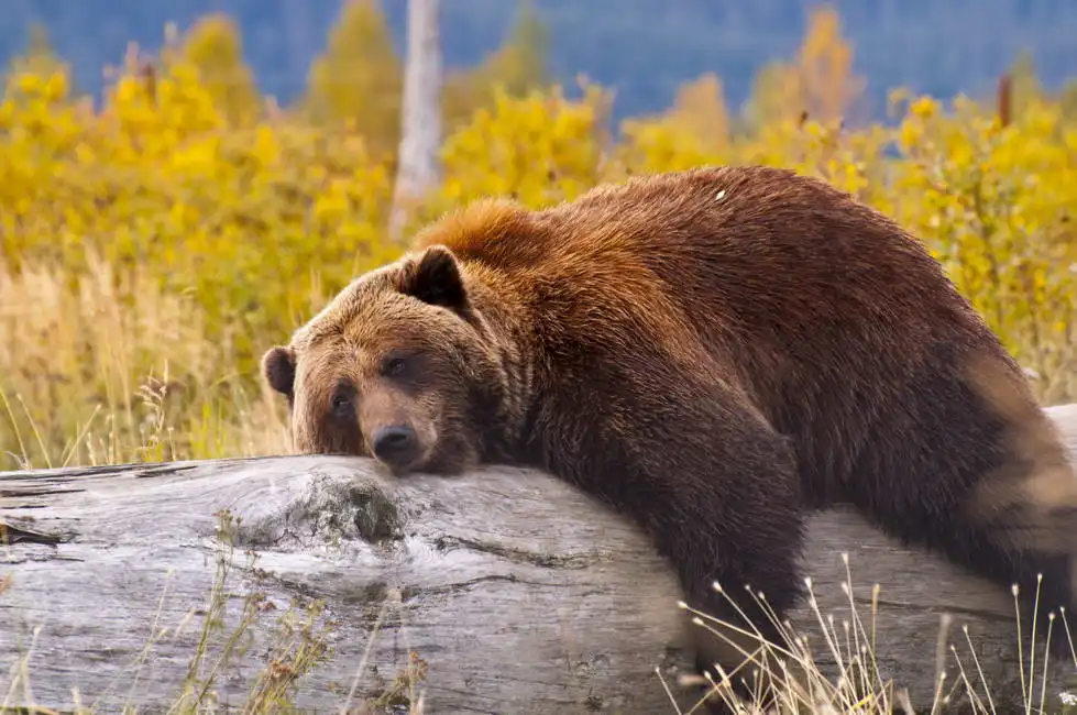 Neznámý: Medvěd na Aljašce