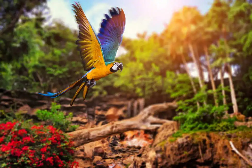 Neznámý: Ara papoušek