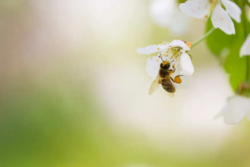 Unknown: Abeille sur une fleur