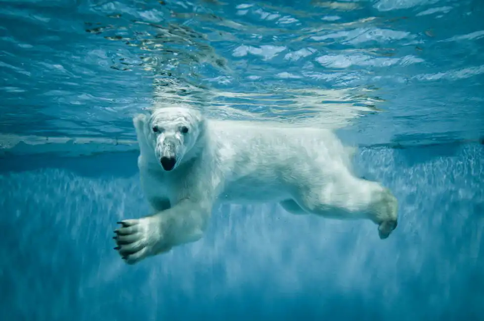 Neznámý: Lední medvěd
