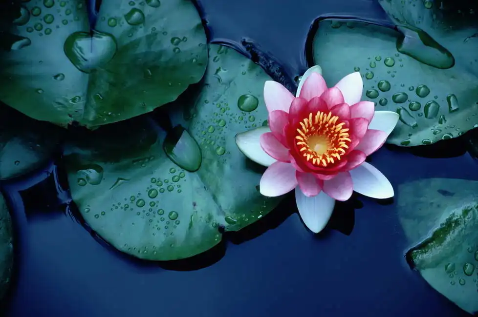 Neznámý: Lotosový květ