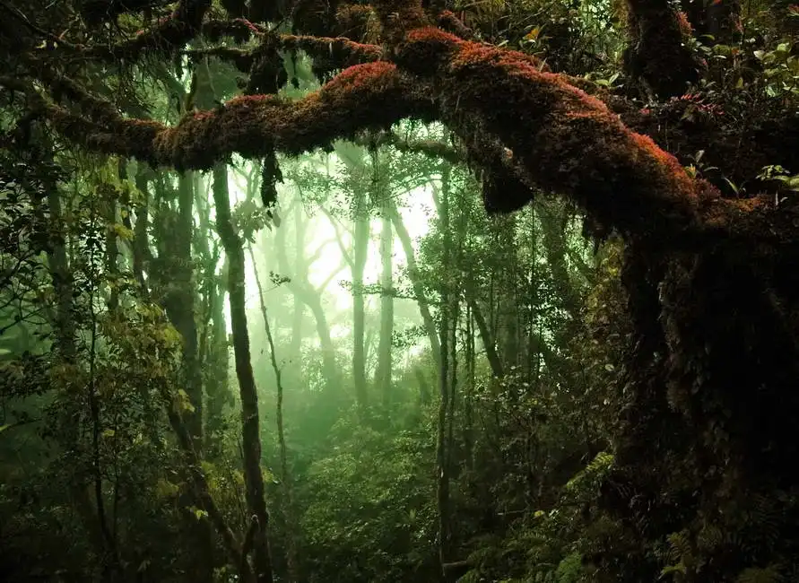 Neznámý: Tropický deštný prales