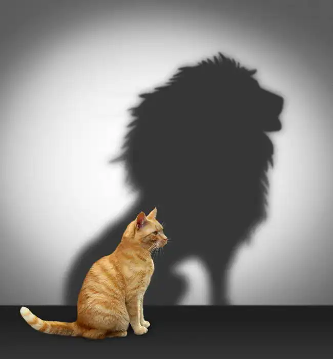 Neznámý: Kočka a lev