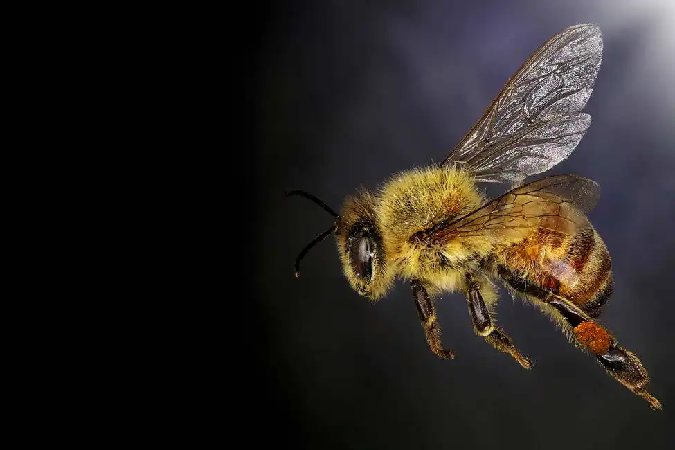 Neznámý: Letící včela