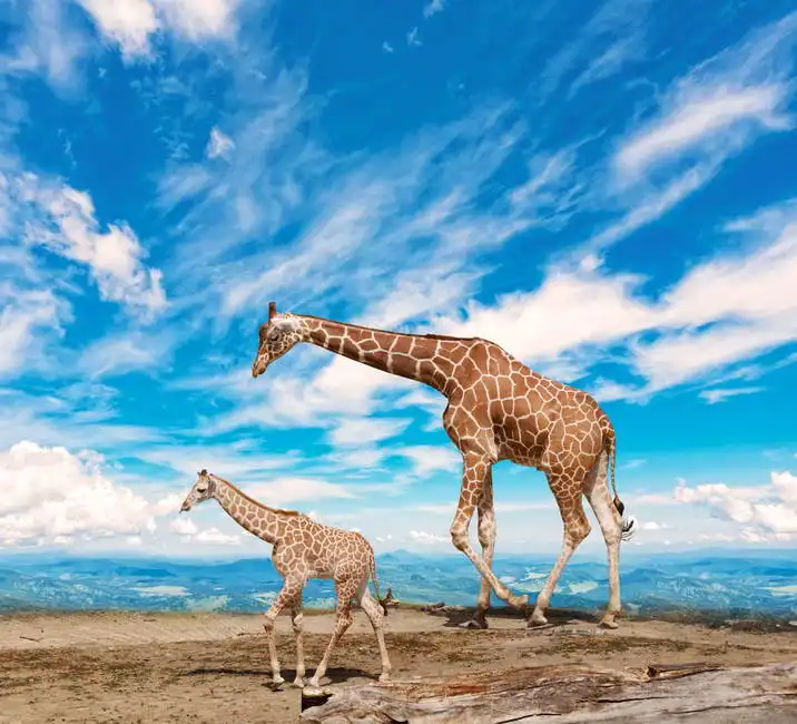 Neznámý: Žirafy a modrá obloha