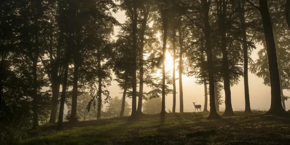 Løndal, Leif: Cervi nella nebbia mattutina.