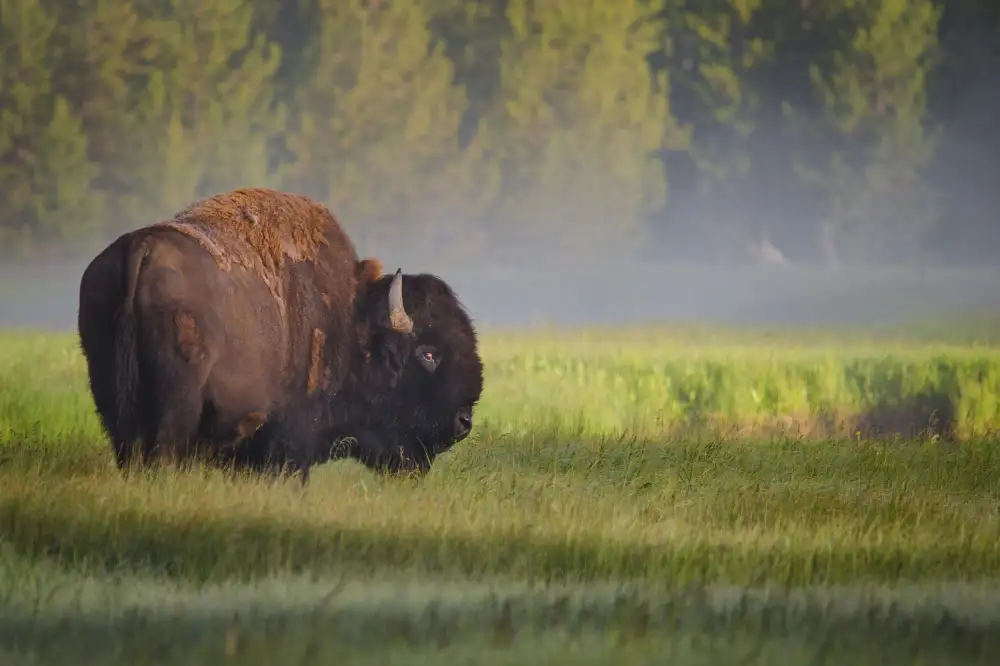 Biswas, Sandipan: Bison im Morgenlicht