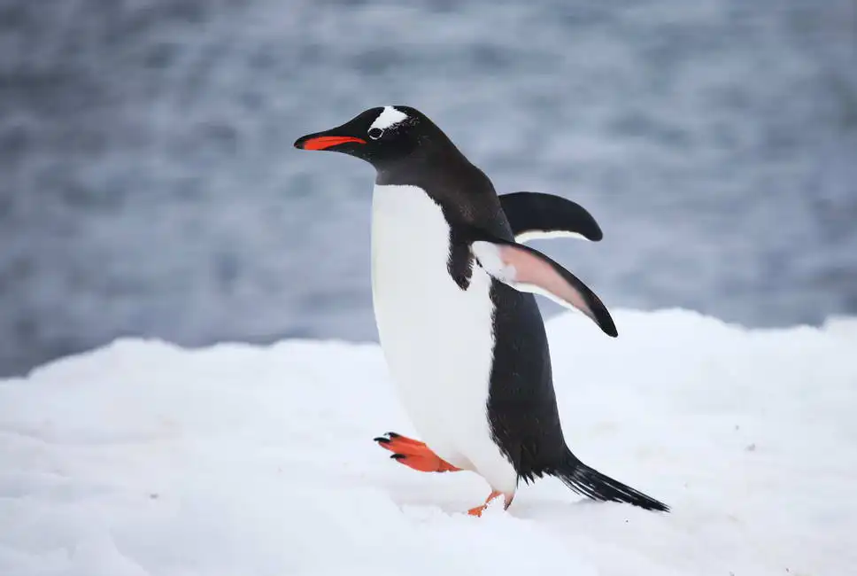Unknown: Manchot de Gentoo sur la neige en Antarctique