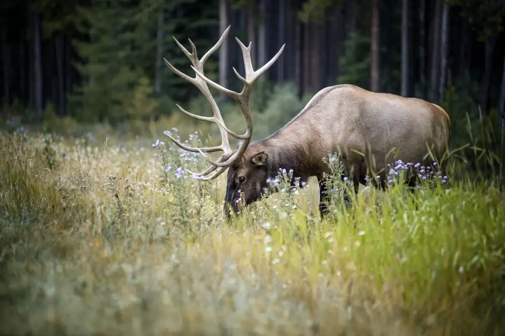 dem, Auf Andrea: Elk