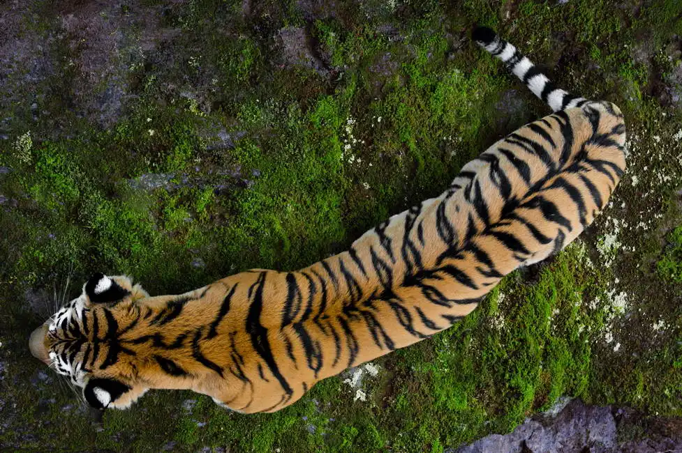 Neznámý: Tygr ussurijský