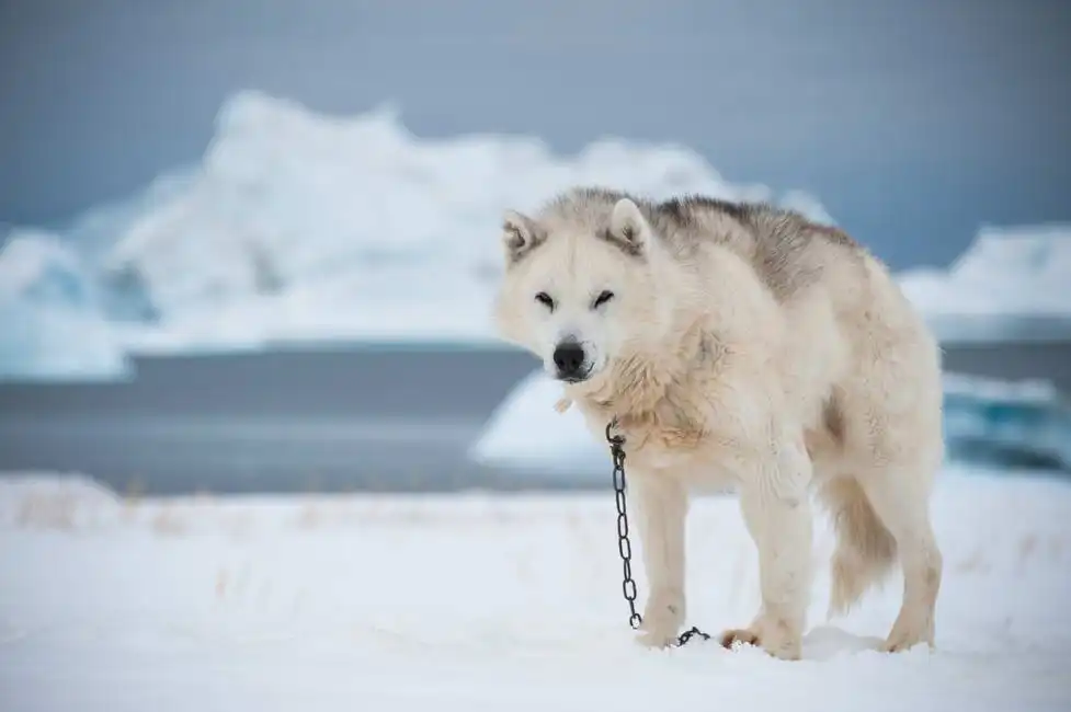 Unknown: Chien à Qeqertarsuaq, Groenland