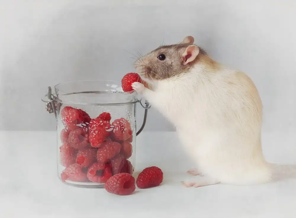 Deelen, van Ellen: Iss immer gesund :)