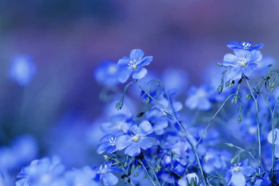 Neznámý: Modré květy