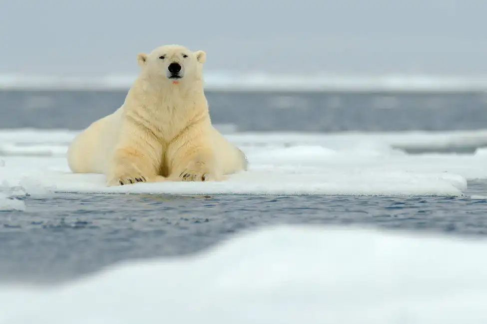 Unknown: Liegender Eisbär (Svalbard)