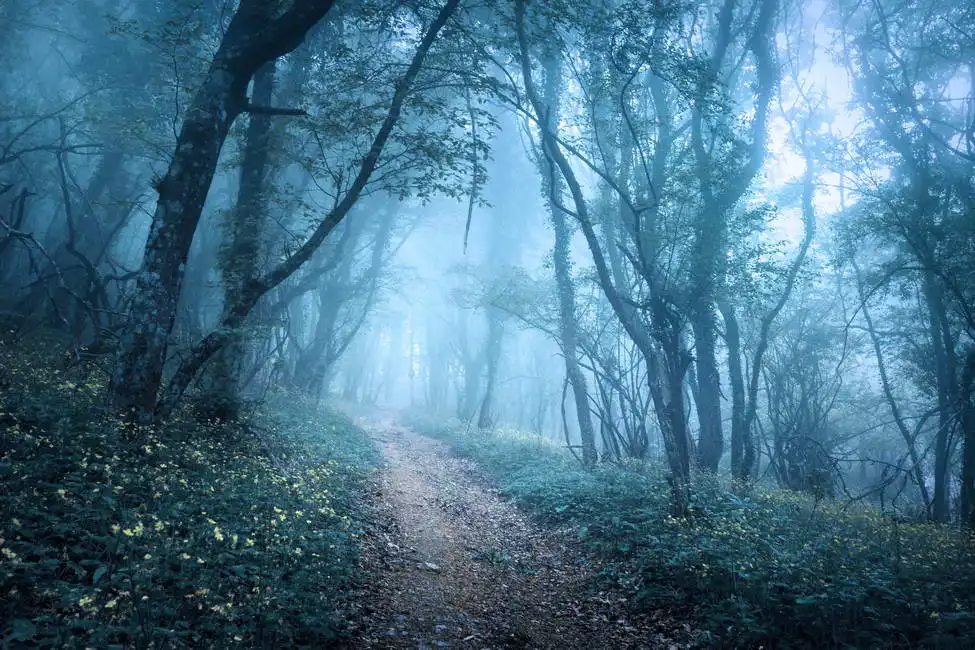 Neznámý: Tajemným lesem