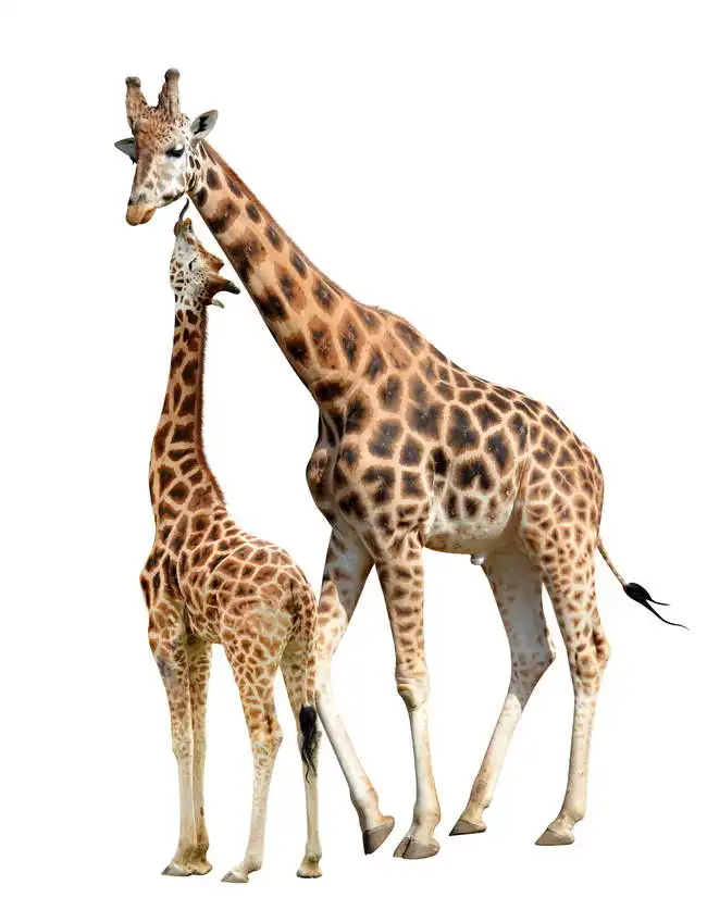 Neznámý: Žirafy na bílém pozadí