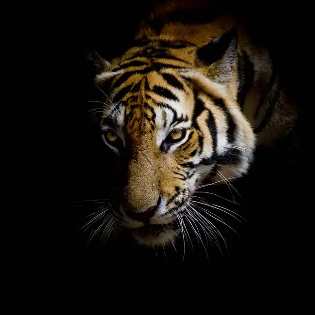 Unknown: Tigre su sfondo nero