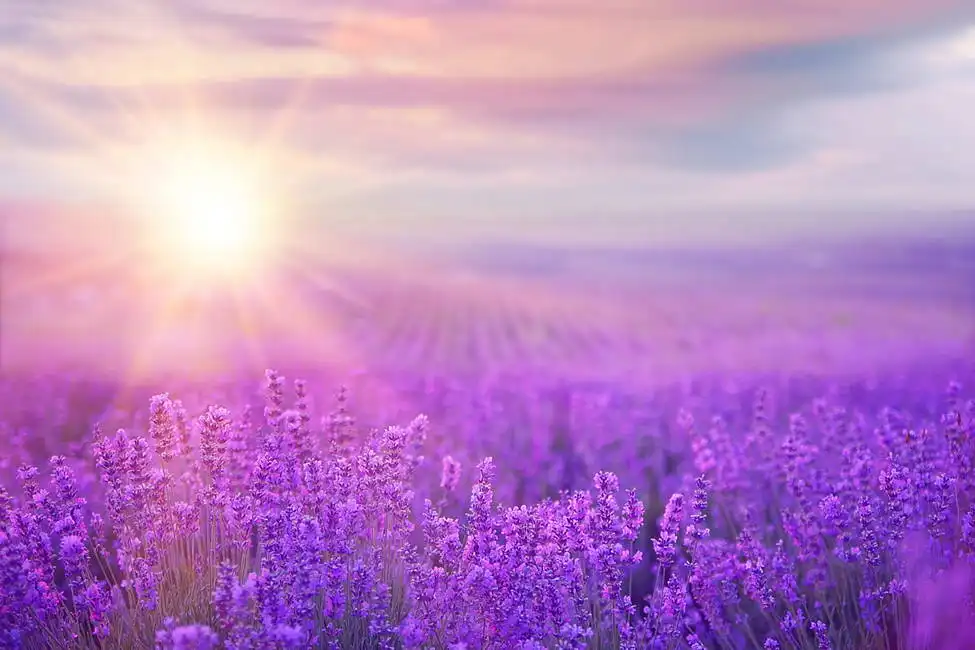 Neznámý: Západ slunce nad polem levandule v Provence