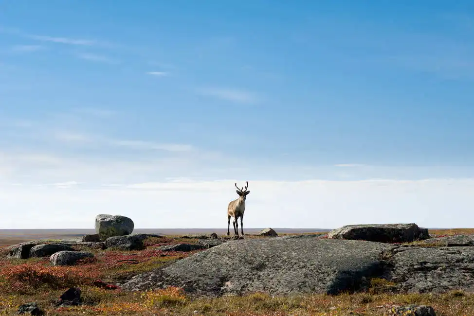 Unknown: Renne, toundra arctique, Nunavut, Canada