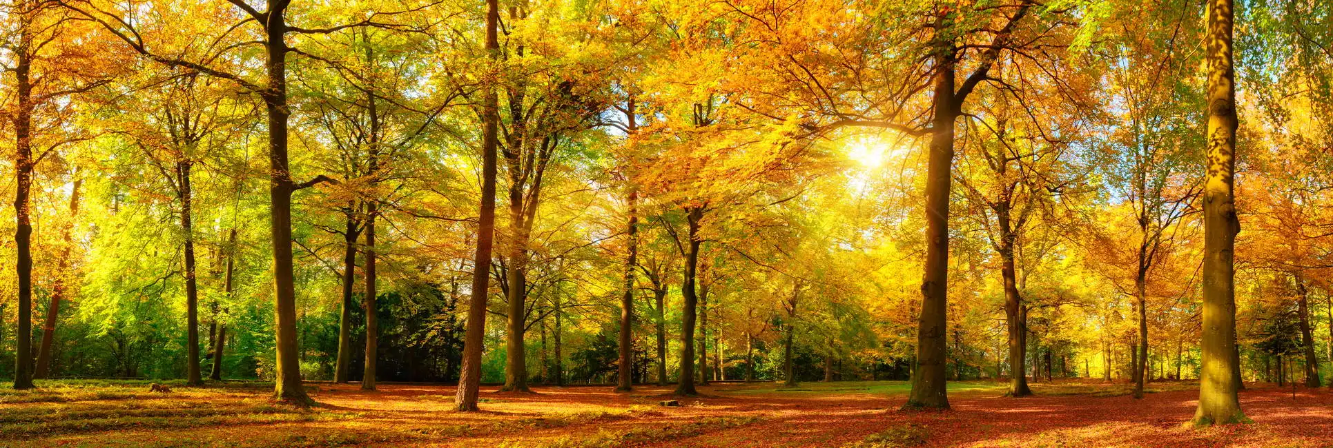 Neznámý: Nádherná podzimní krajina