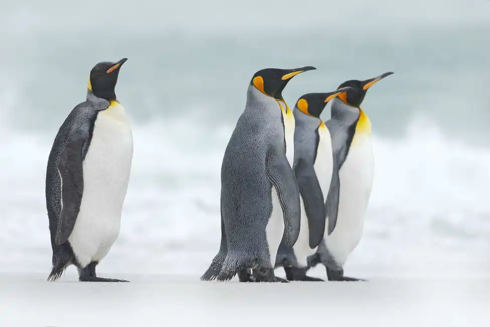 Unknown: Groupe de manchots royaux