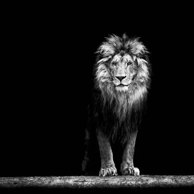 Neznámý: Portrét lva