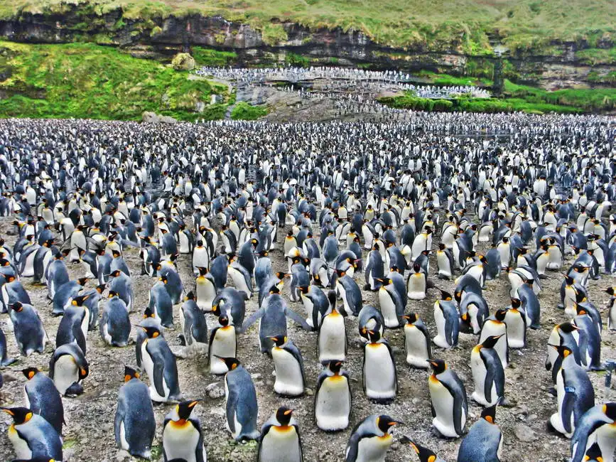 Neznámý: Kolonie tučňáků