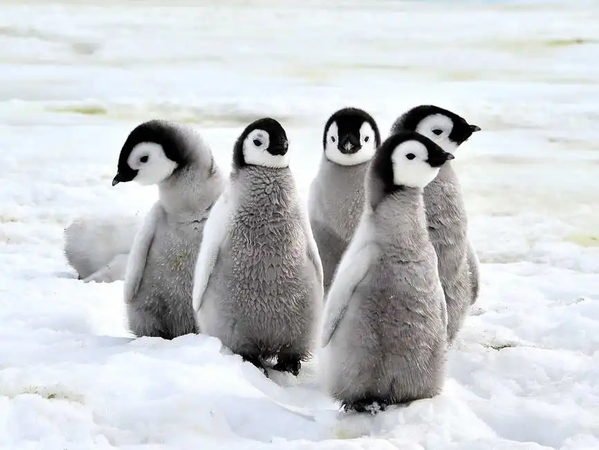 Unknown: Kaiserpinguine