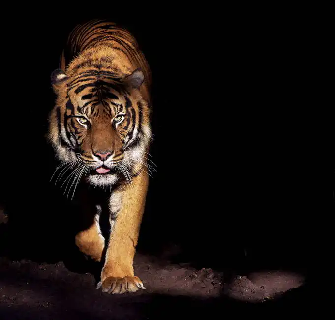 Neznámý: Tygr
