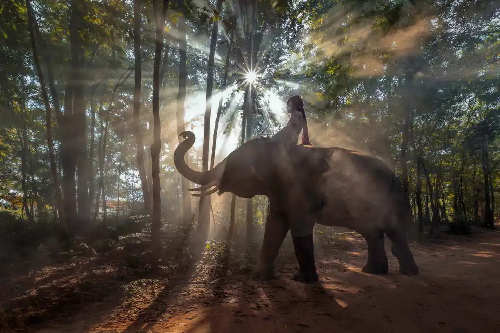Unknown: Lever de soleil sur les éléphants, Thaïlande