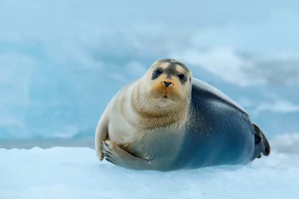 Neznámý: Tuleň v Severním ledovém oceánu