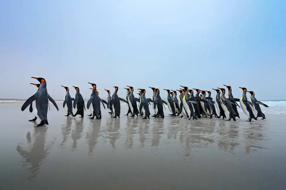 Unknown: Der Marsch der Pinguine