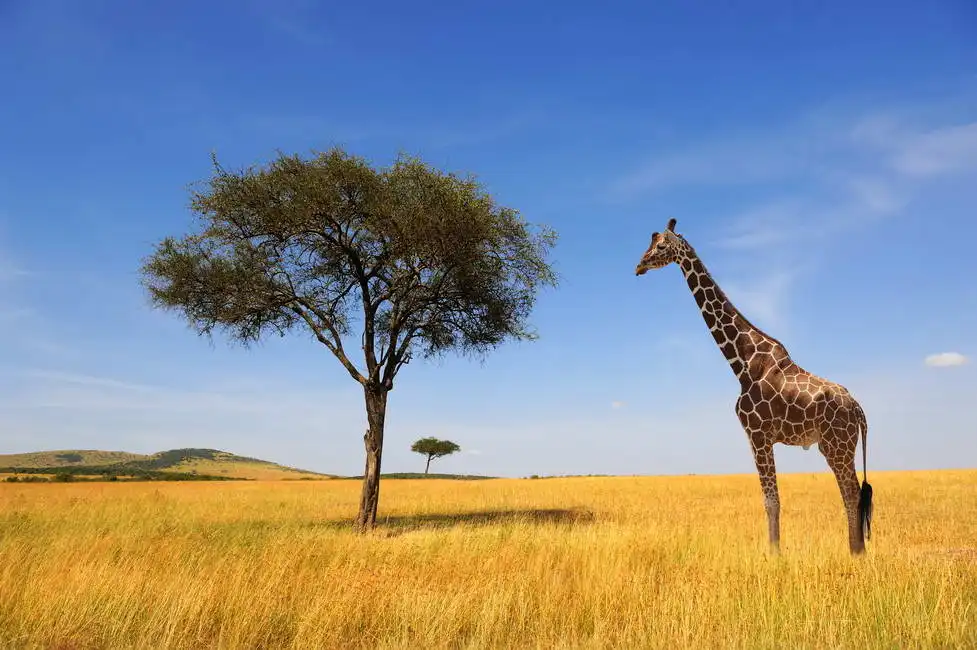 Neznámý: Strom a žirafa