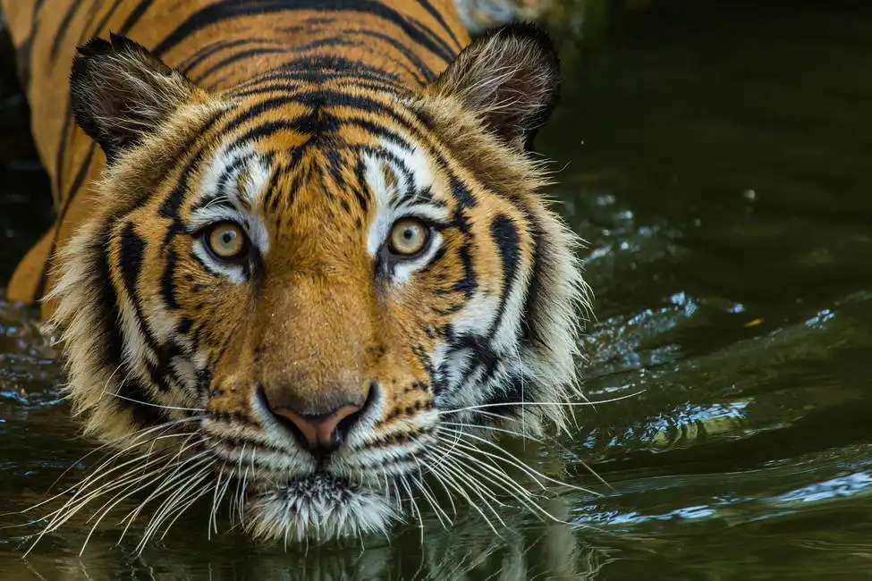 Unknown: Tigre