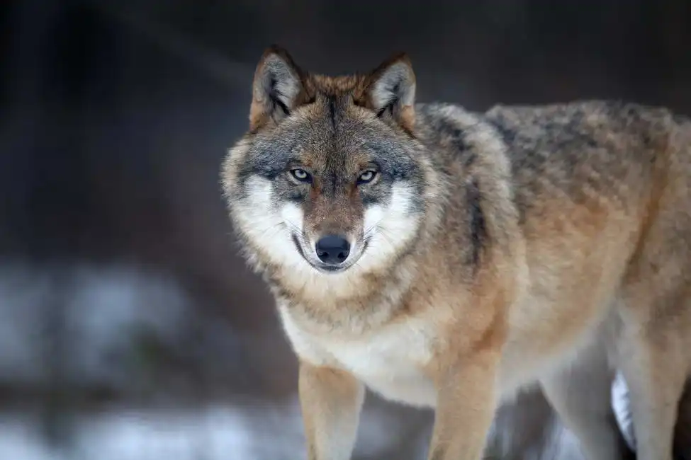 Neznámý: Euroasijský vlk