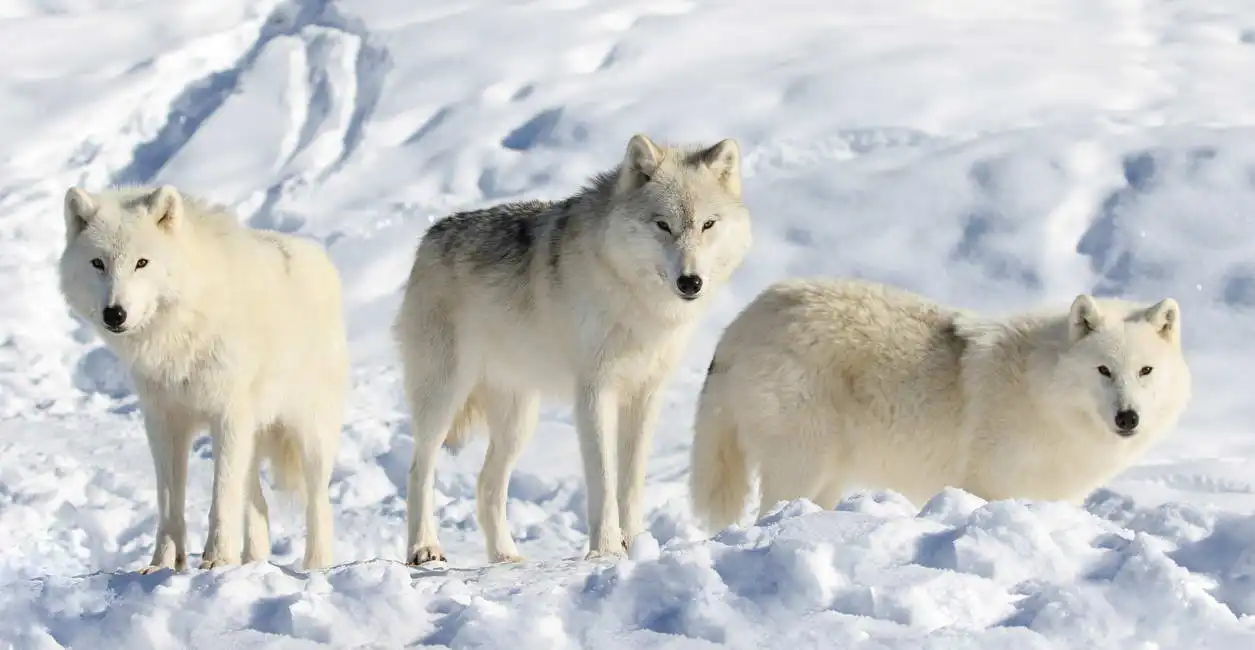 Neznámý: Smečka polárních vlků