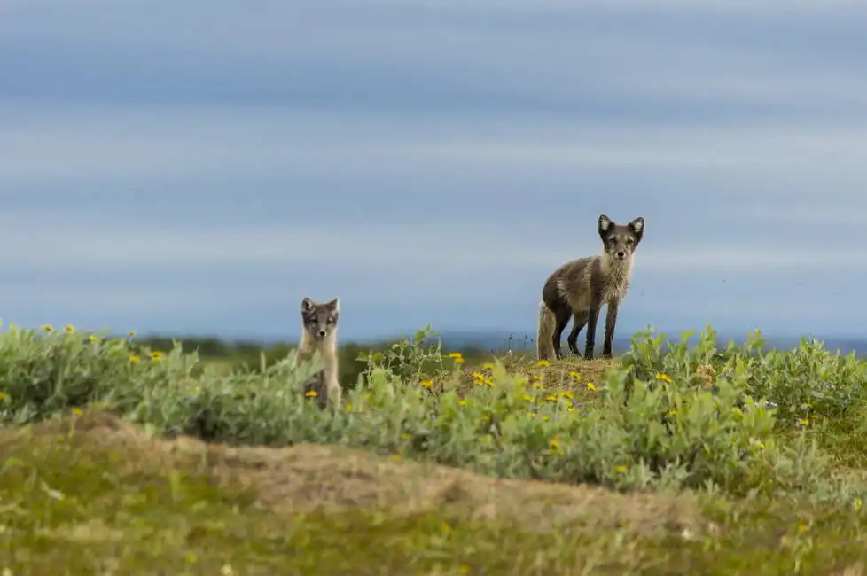 Unknown: Arctic fox