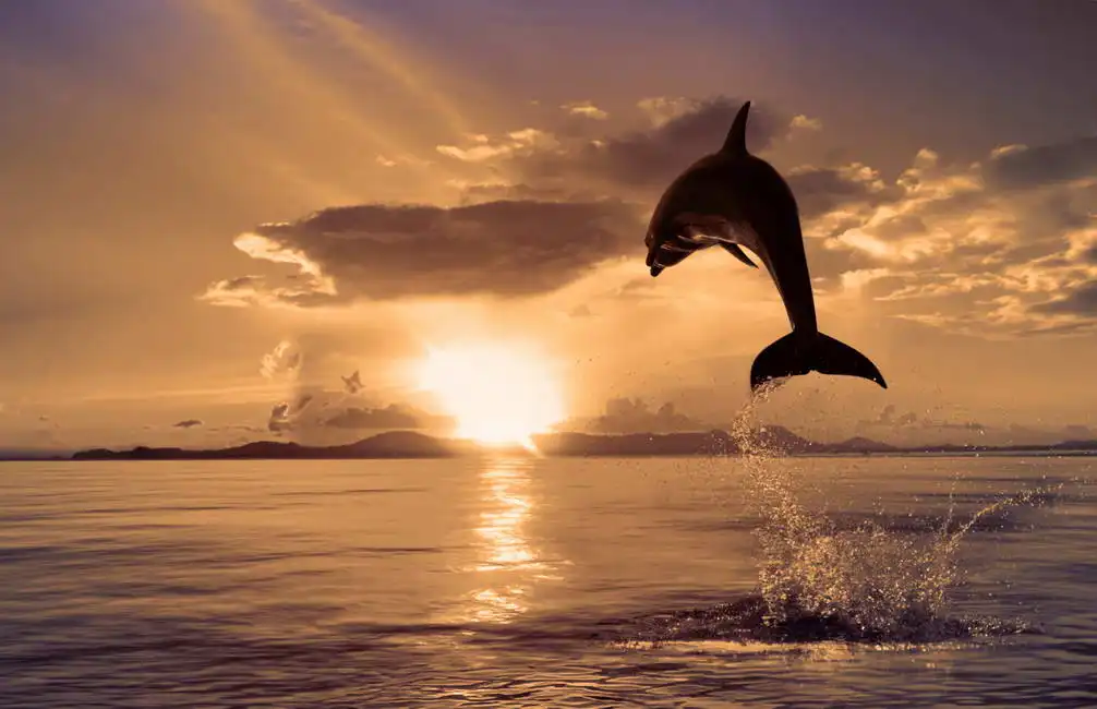 Neznámý: Delfín ke slunci