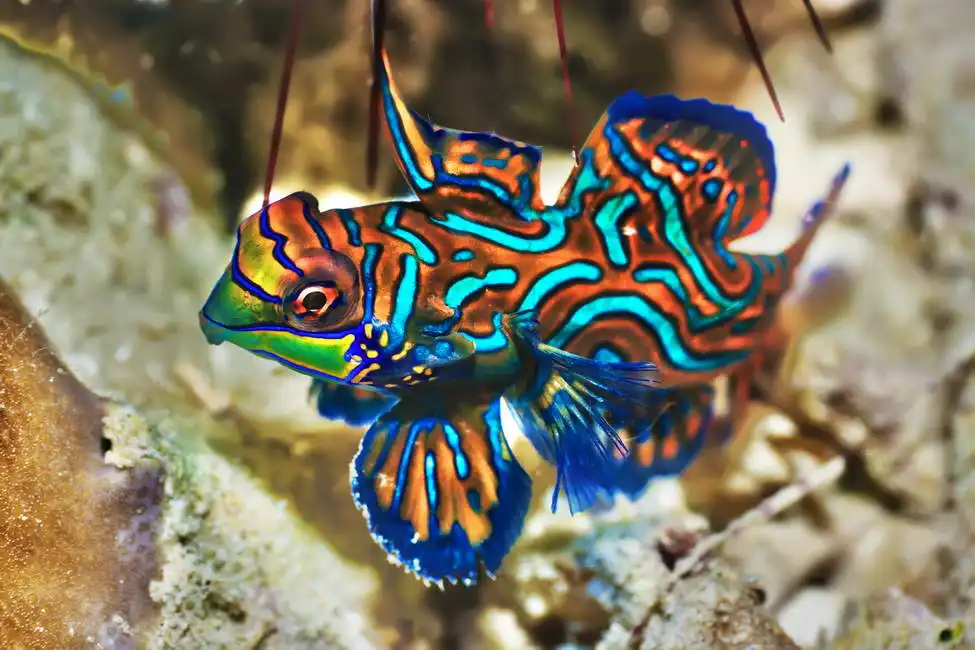 Unknown: Poissons tropicaux